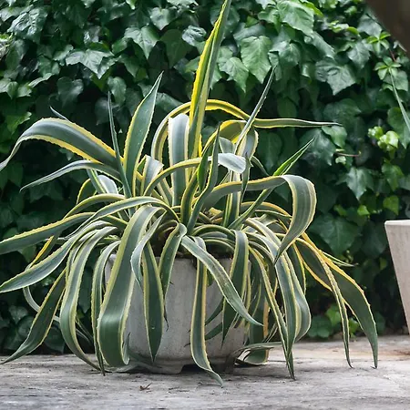 Waterfront Ivan Апартаменты *